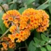 Buddleja × Weyriana 'Sungold' -Herbalife Shop pl2000018174