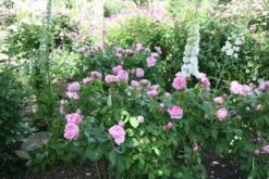Rosa 'Comte De Chambord' (Madame Boll) -Herbalife Shop pl2000018186 card2 lg