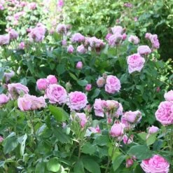 Rosa 'Comte De Chambord' (Madame Boll) -Herbalife Shop pl2000018186 card3 lg