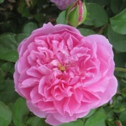 Rosa 'Comte De Chambord' (Madame Boll) -Herbalife Shop pl2000018186 card5 lg