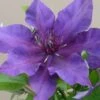 Clematis Fleuri ('Evipo042') (PBR) (Boulevard Series) -Herbalife Shop pl2000018354