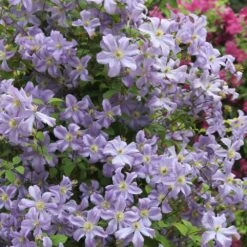 Clematis 'Prince Charles' 5 Clematis 'Prince Charles' -Herbalife Shop pl2000018493 card2 lg