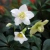 Helleborus Niger 2 Helleborus Niger -Herbalife Shop pl2000019331