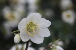 Helleborus Niger -Herbalife Shop pl2000019331 card3 lg