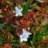 Abelia × Grandiflora 'Kaleidoscope' (PBR) -Herbalife Shop pl2000019572