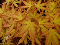Acer Palmatum 'Katsura' -Herbalife Shop pl2000019574 card3 lg
