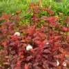 Physocarpus Opulifolius Diable D'Or ('Mindia') (PBR) 2 Physocarpus Opulifolius Diable D'Or ('Mindia') (PBR) -Herbalife Shop pl2000019581