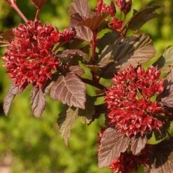 Physocarpus Opulifolius Diable D'Or ('Mindia') (PBR) -Herbalife Shop pl2000019581 card2 lg