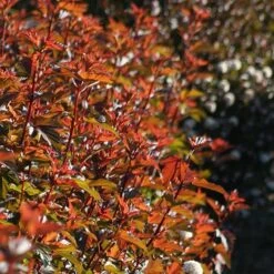 Physocarpus Opulifolius Diable D'Or ('Mindia') (PBR) -Herbalife Shop pl2000019581 card4 lg