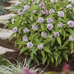 Daphne Perfume Princess ('Dapjur01') (PBR) -Herbalife Shop pl2000019596 card4 lg