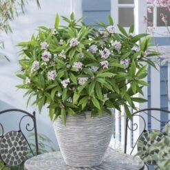 Daphne Perfume Princess ('Dapjur01') (PBR) -Herbalife Shop pl2000019596 card5 lg