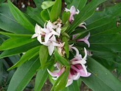 Daphne Perfume Princess ('Dapjur01') (PBR) -Herbalife Shop pl2000019596 card9 lg