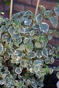 Hydrangea Anomala Subsp. Petiolaris 'Silver Lining' (PBR) -Herbalife Shop pl2000019652 card3 lg