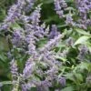 Vitex Agnus-castus Delta Blues ('Piivac-I') -Herbalife Shop pl2000019664