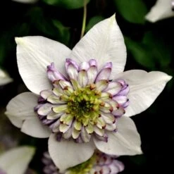 Clematis Viennetta ('Evipo006') (PBR) -Herbalife Shop pl2000019678 card2 lg