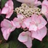 Hydrangea Macrophylla 'Sheila' (Dutch Ladies Series) -Herbalife Shop pl2000019679