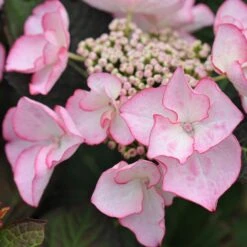 Hydrangea Macrophylla 'Sheila' (Dutch Ladies Series)
