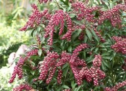 Pieris Japonica 'Passion' (PBR) -Herbalife Shop pl2000019698 card2 lg