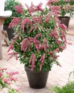 Pieris Japonica 'Passion' (PBR) -Herbalife Shop pl2000019698 card3 lg
