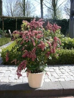 Pieris Japonica 'Passion' (PBR) -Herbalife Shop pl2000019698 card5 lg