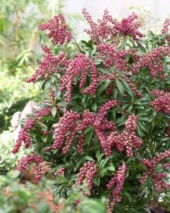 Pieris Japonica 'Passion' (PBR) -Herbalife Shop pl2000019698 card6 lg