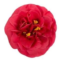 Camellia Japonica 'Lady Campbell' -Herbalife Shop pl2000019756 card2 lg