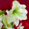 Hippeastrum (Galaxy Group) 'Christmas Gift' -Herbalife Shop pl2000020236