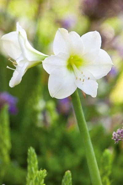 Hippeastrum (Galaxy Group) 'Christmas Gift' 4 Hippeastrum (Galaxy Group) 'Christmas Gift' - Image 2