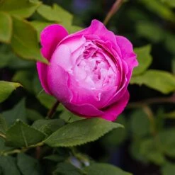 Rosa 'Reine Victoria' 6 Rosa 'Reine Victoria' -Herbalife Shop pl2000020305 card2 lg