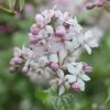 Deutzia × Hybrida 'Mont Rose' -Herbalife Shop pl2000020369