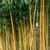 Phyllostachys Aureosulcata F. Spectabilis -Herbalife Shop pl2000020847