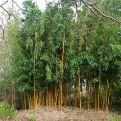 Phyllostachys Aureosulcata F. Spectabilis -Herbalife Shop pl2000020847 card2 lg