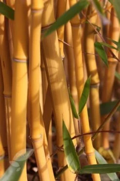 Phyllostachys Aureosulcata F. Spectabilis -Herbalife Shop pl2000020847 card3 lg