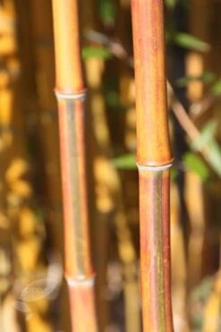 Phyllostachys Aureosulcata F. Spectabilis -Herbalife Shop pl2000020847 card4 lg
