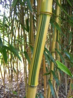 Phyllostachys Aureosulcata F. Spectabilis -Herbalife Shop pl2000020847 card5 lg