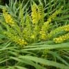 Mahonia Eurybracteata Subsp. Ganpinensis 'Soft Caress' (PBR) 1 Mahonia Eurybracteata Subsp. Ganpinensis 'Soft Caress' (PBR) -Herbalife Shop pl2000020849