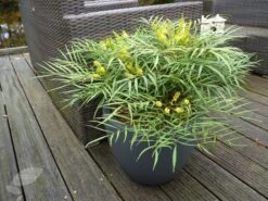 Mahonia Eurybracteata Subsp. Ganpinensis 'Soft Caress' (PBR) -Herbalife Shop pl2000020849 card2 lg