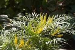 Mahonia Eurybracteata Subsp. Ganpinensis 'Soft Caress' (PBR) -Herbalife Shop pl2000020849 card5 lg