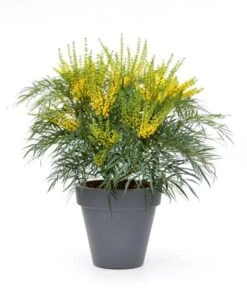 Mahonia Eurybracteata Subsp. Ganpinensis 'Soft Caress' (PBR) -Herbalife Shop pl2000020849 card7 lg