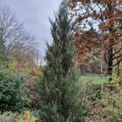 Juniperus Scopulorum 'Blue Arrow' -Herbalife Shop pl2000020864 card3 lg