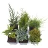 Award-winning Conifer Collection -Herbalife Shop pl2000020870
