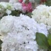Hydrangea Macrophylla 'Blushing Bride' 1 Hydrangea Macrophylla 'Blushing Bride' -Herbalife Shop pl2000020874