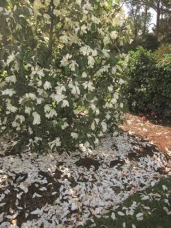 Magnolia Fairy Magnolia White ('Micjur05') (PBR) -Herbalife Shop pl2000020883 card2 lg