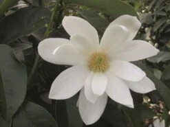 Magnolia Fairy Magnolia White ('Micjur05') (PBR) -Herbalife Shop pl2000020883 card3 lg