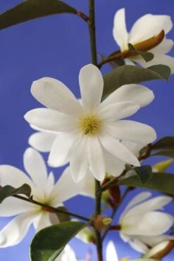 Magnolia Fairy Magnolia White ('Micjur05') (PBR) -Herbalife Shop pl2000020883 card4 lg