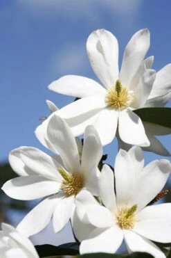 Magnolia Fairy Magnolia White ('Micjur05') (PBR) -Herbalife Shop pl2000020883 card5 lg