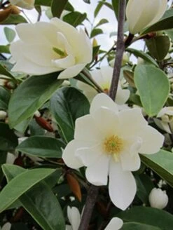Magnolia Fairy Magnolia White ('Micjur05') (PBR) -Herbalife Shop pl2000020883 card6 lg