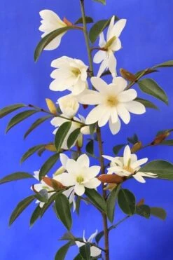 Magnolia Fairy Magnolia White ('Micjur05') (PBR) -Herbalife Shop pl2000020883 card7 lg