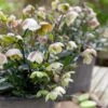 Helleborus × Sahinii 'Winterbells' (PBR) 1 Helleborus × Sahinii 'Winterbells' (PBR) -Herbalife Shop pl2000020890