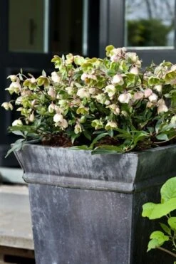 Helleborus × Sahinii 'Winterbells' (PBR) -Herbalife Shop pl2000020890 card3 lg